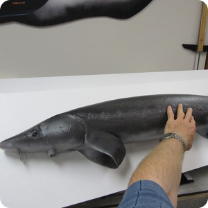 touch sensitive fish sculpture exhibit