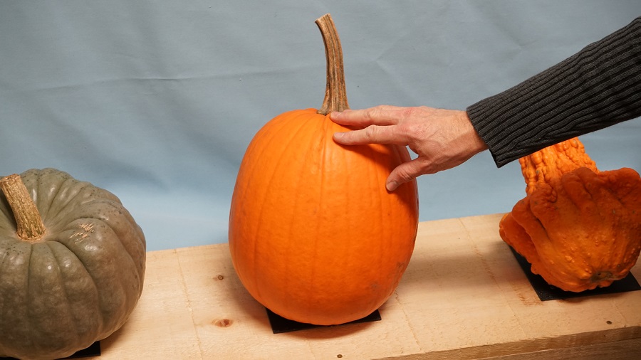 audio pumpkin touch sensor