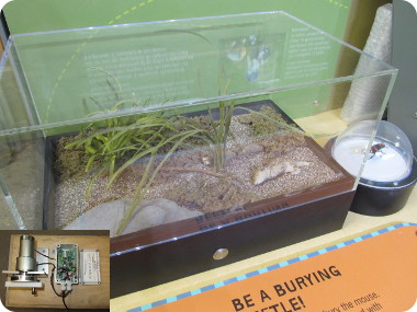 burying beetle exhibit