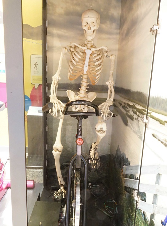 pedalling skeleton